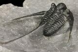 Spiny, Cyphaspis Trilobite - Morocco #163379-5